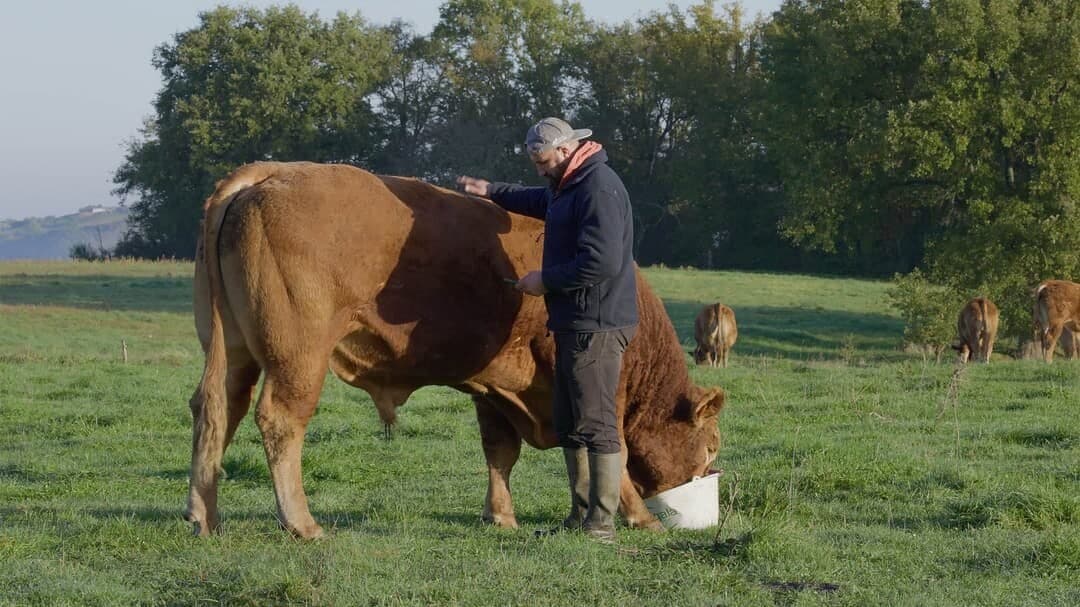 France: Crise sanitaire bovine, les éleveurs demandent un changement de stratégie