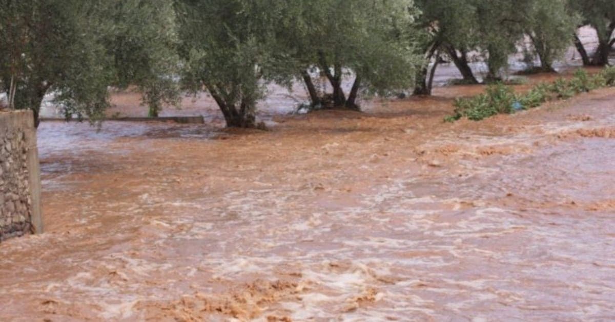 Maroc: les pluies salvatrices défient l'agriculture