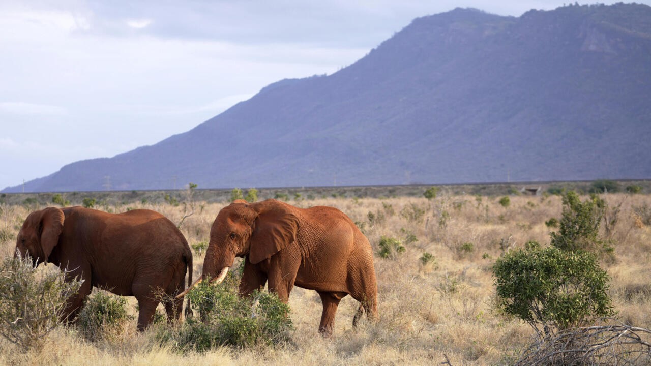 Kenya : les rangers du Tsavo au front de la conservation