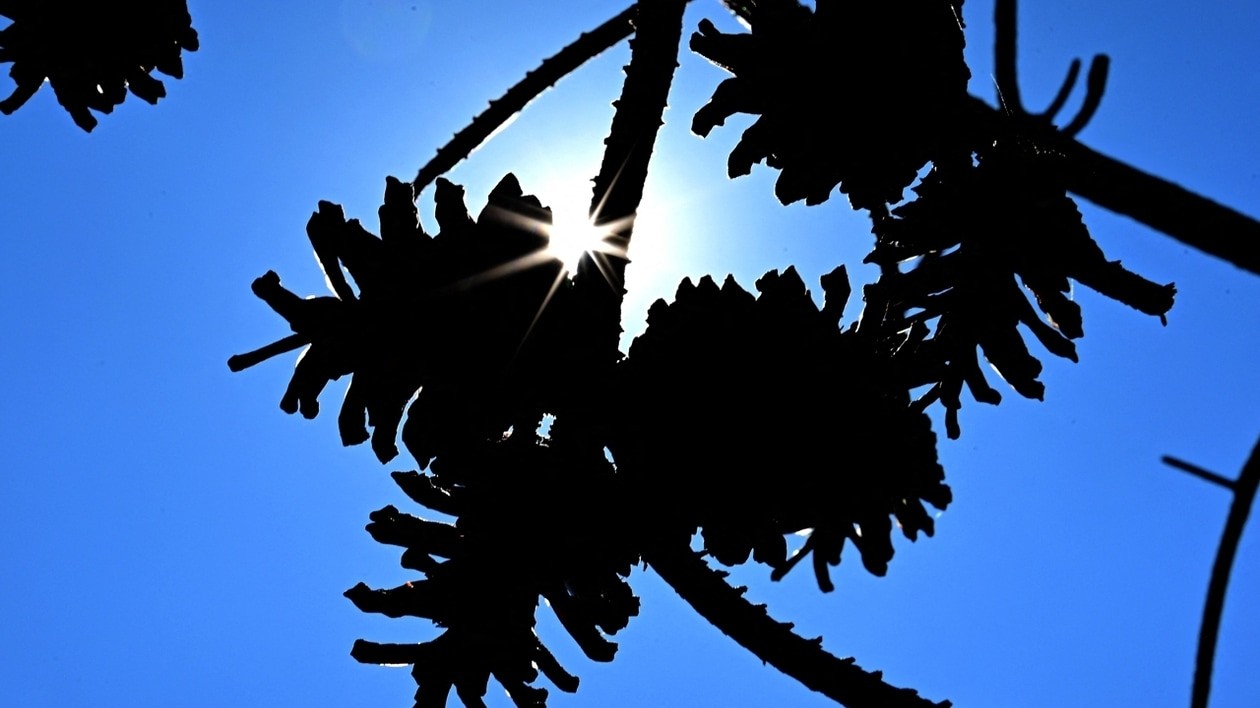 Canicule en Europe : un été 2026 hors normes qui interpelle l'Afrique